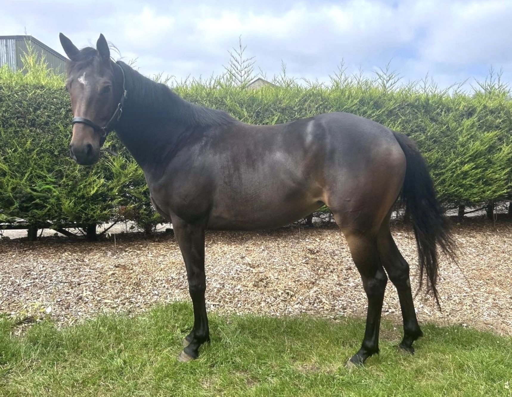 Additional image of Sadie (Edna)