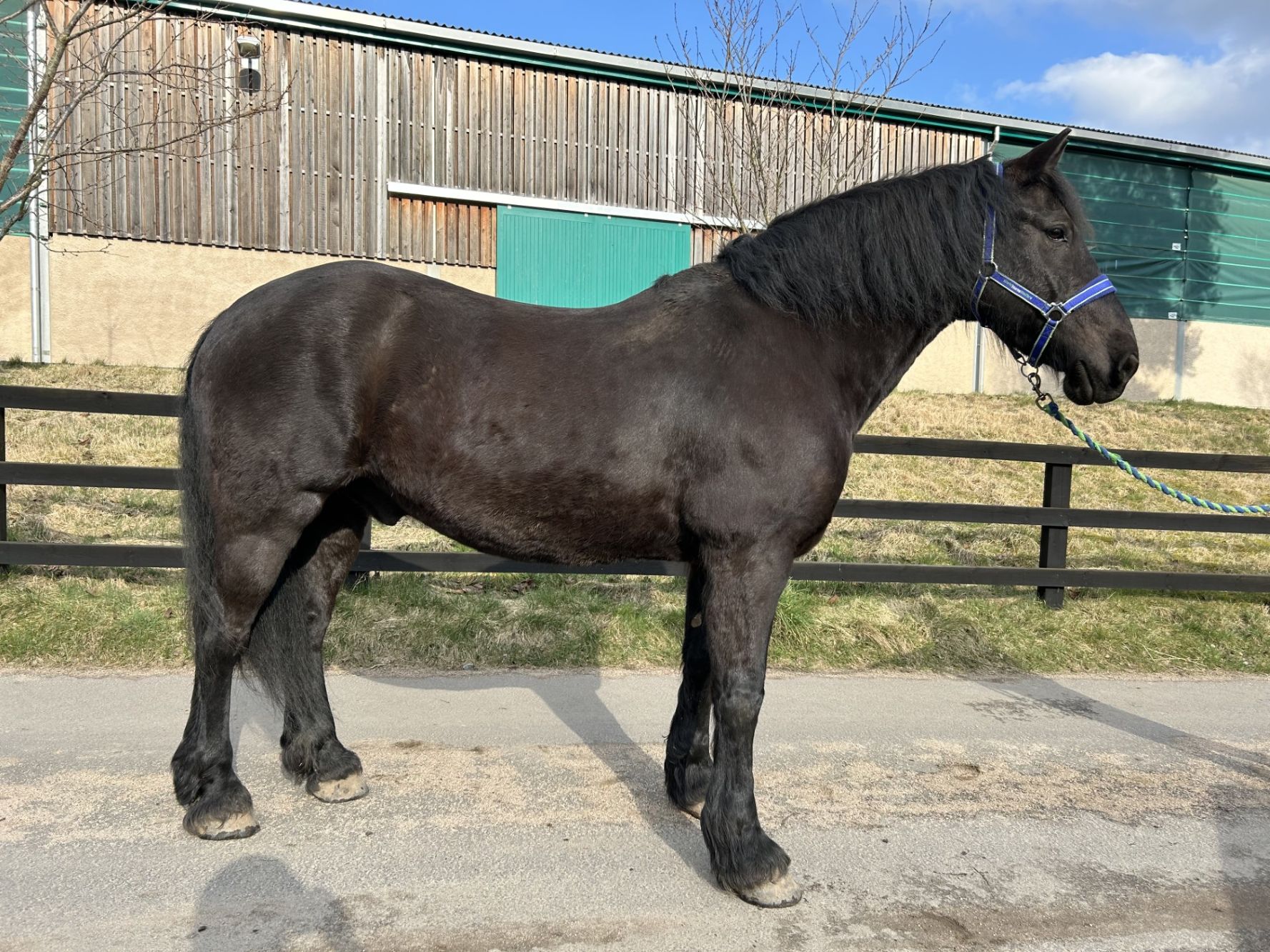 Additional image of Jazz