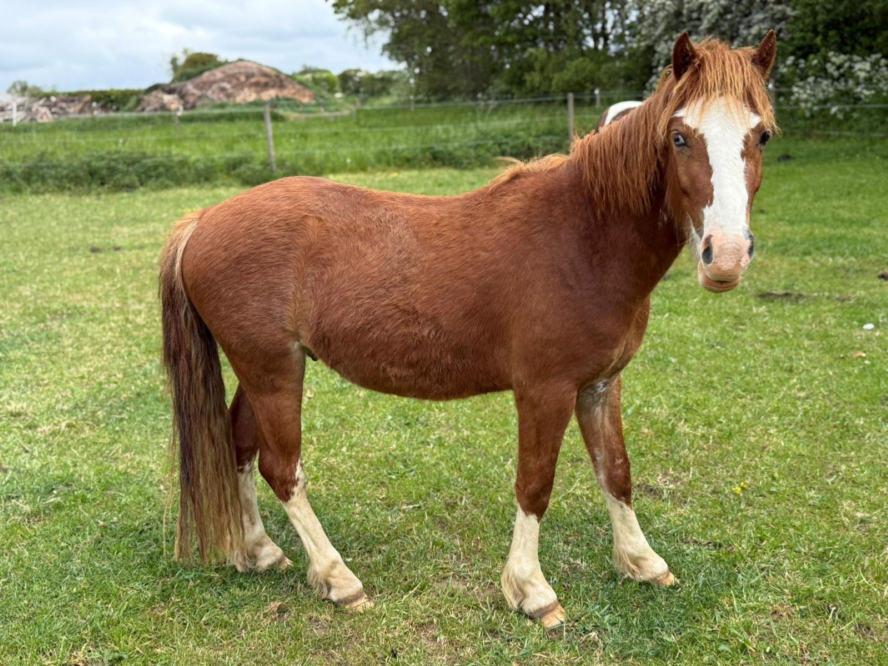 photo of Crunchie
