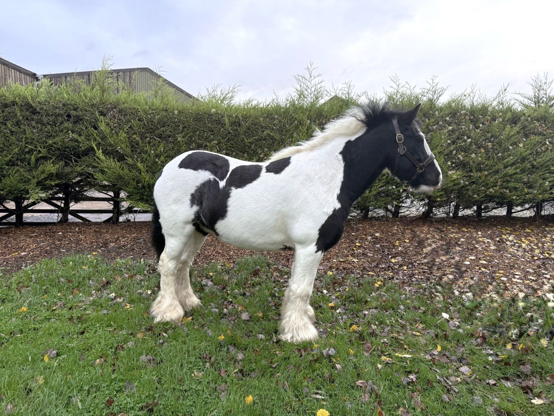 Additional image of Cedric