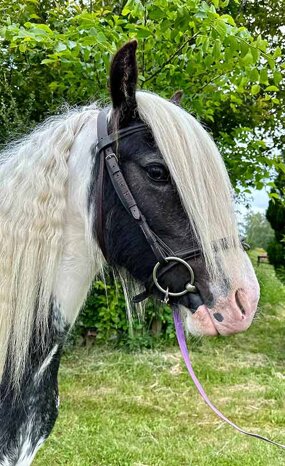 Headshot of Calderberry Sparke - white horse with head collar on