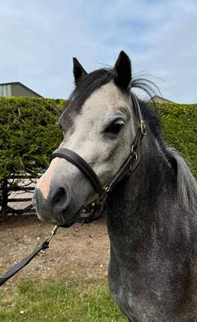 Headshot of Calderberry Sparke - white horse with head collar on