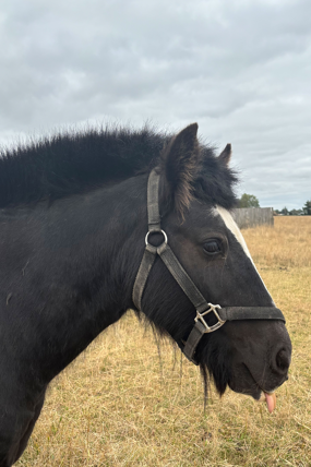 Headshot of Capri