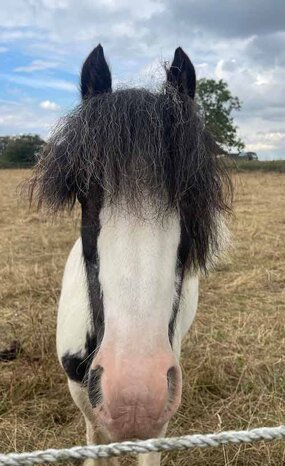 Headshot of Calderberry Sparke - white horse with head collar on