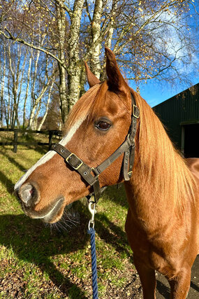 Headshot of Calderberry Sparke - white horse with head collar on