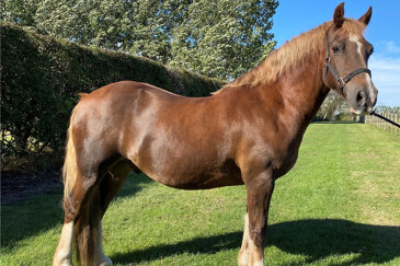 Ilar Braveheart (Cracker)