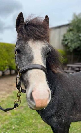 Headshot of Calderberry Sparke - white horse with head collar on