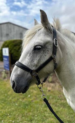 Headshot of Calderberry Sparke - white horse with head collar on