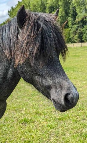 Headshot of Calderberry Sparke - white horse with head collar on