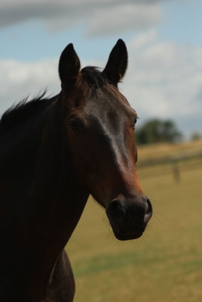 Headshot of Mars