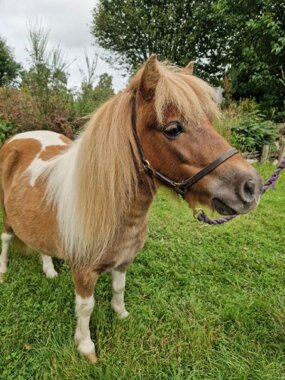 Headshot of Calderberry Sparke - white horse with head collar on