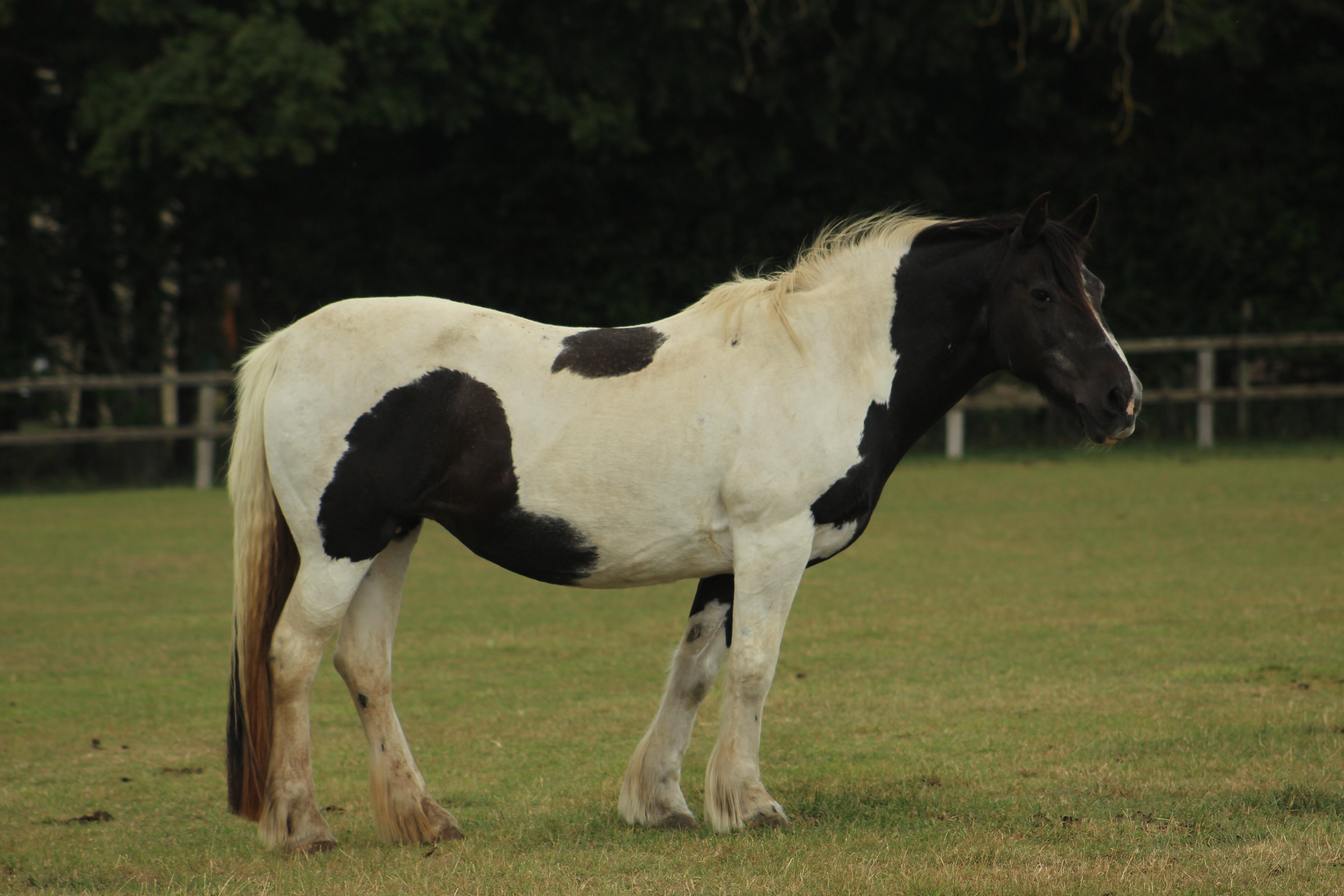Additional image of Dolly