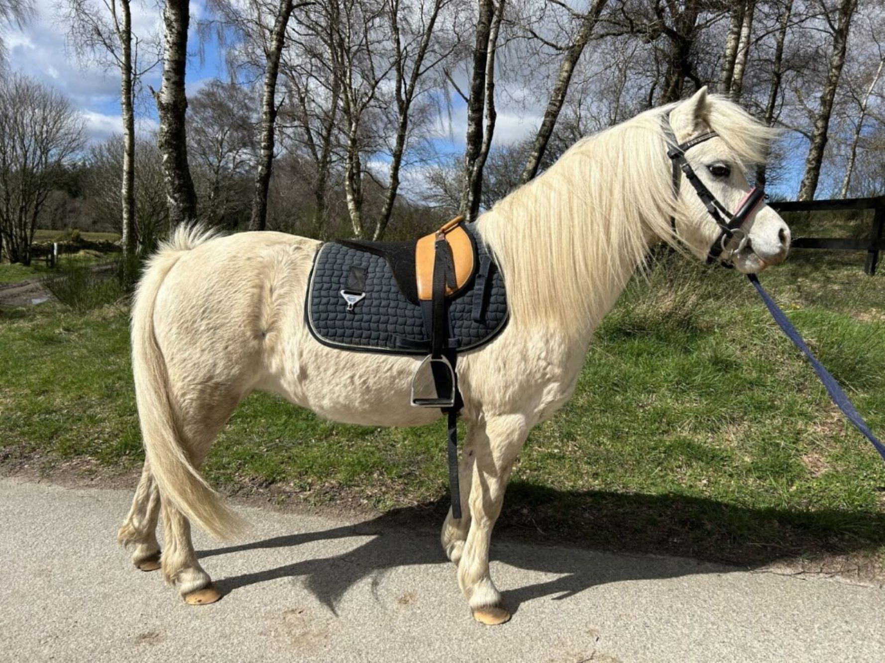 photo of Opal