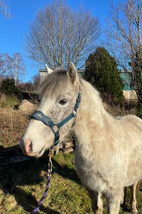 Headshot of Calderberry Sparke - white horse with head collar on