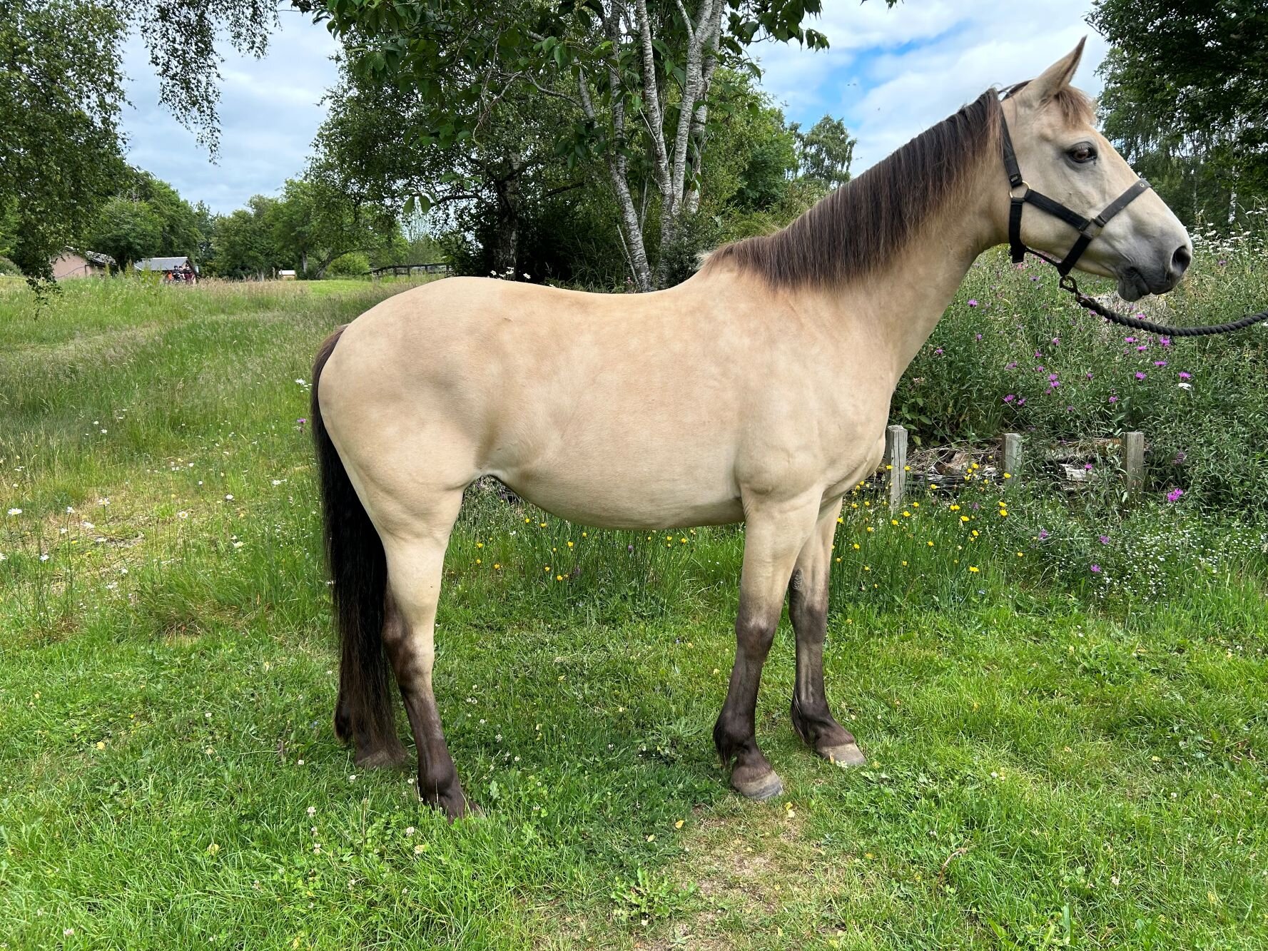 photo of Clover