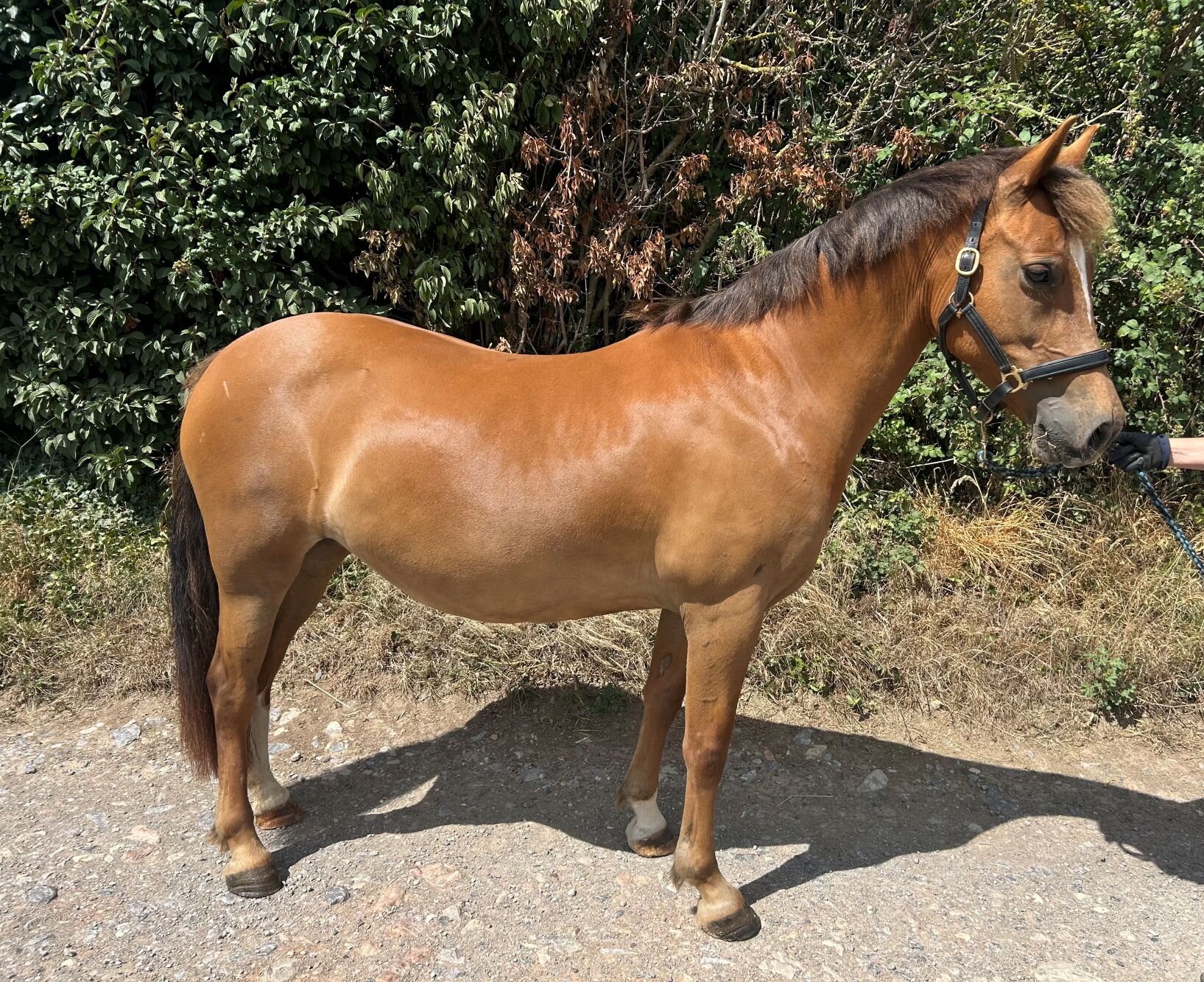 photo of Lily-Rose