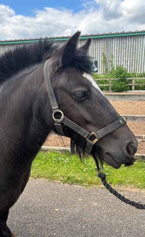 Headshot of Calderberry Sparke - white horse with head collar on