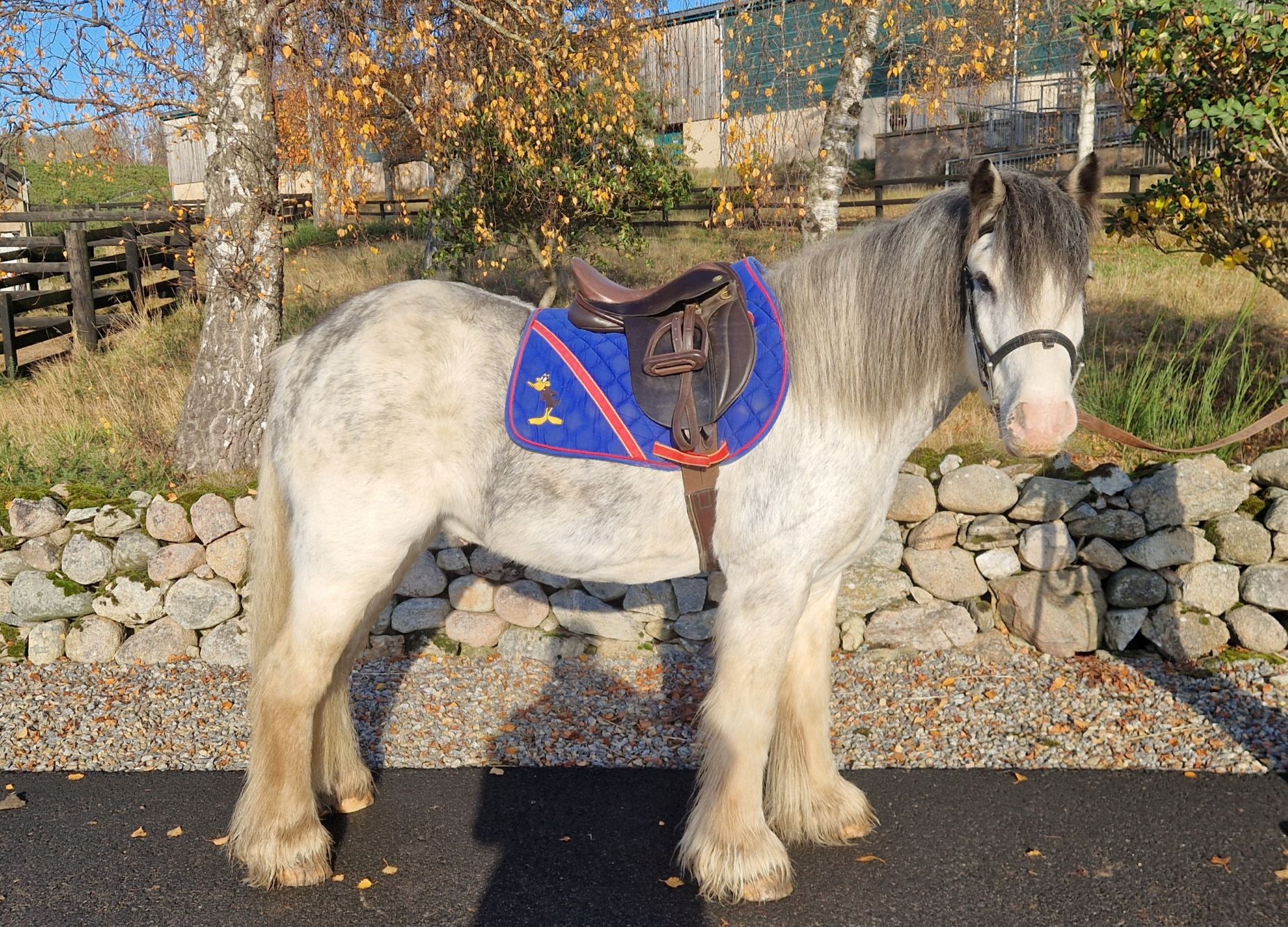 Additional image of Pascal