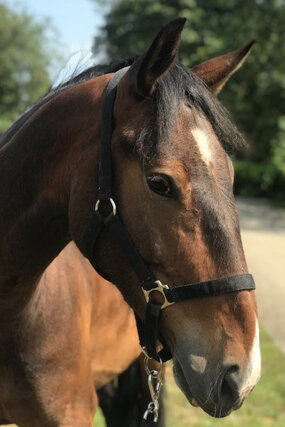 Headshot of Calderberry Sparke - white horse with head collar on