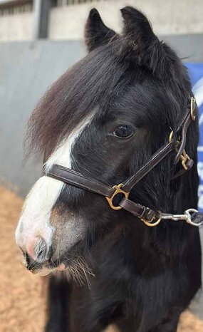 Headshot of Calderberry Sparke - white horse with head collar on