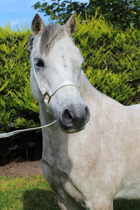 Headshot of Calderberry Sparke - white horse with head collar on