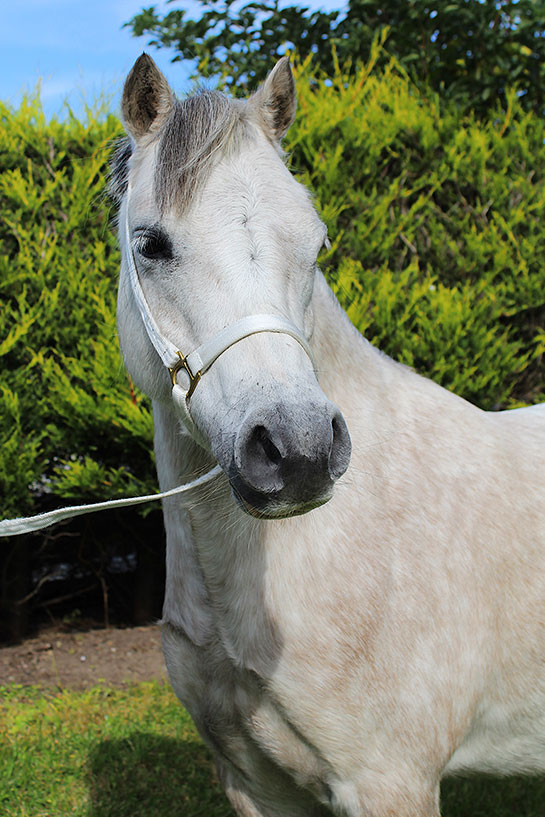 Headshot of Merau Haf (Summer)