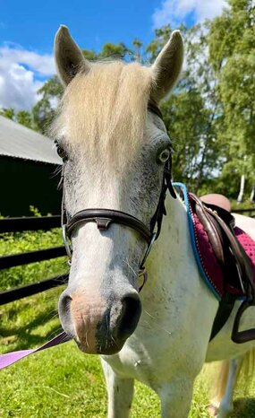 Headshot of Calderberry Sparke - white horse with head collar on