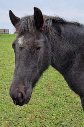 Headshot of Calderberry Sparke - white horse with head collar on