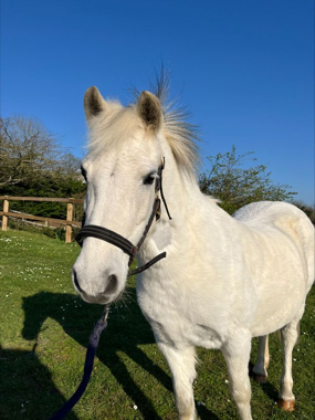 Headshot of Sunnyhill Raindrop