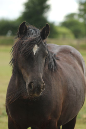 Headshot of Daiquiri
