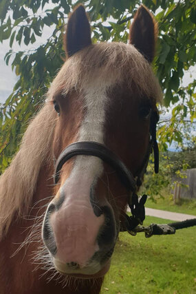 Headshot of Calderberry Sparke - white horse with head collar on