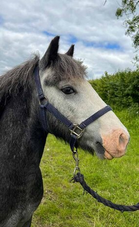 Headshot of Calderberry Sparke - white horse with head collar on