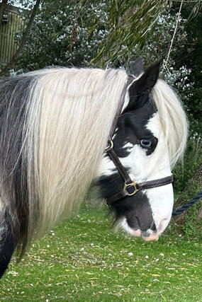 Headshot of Calderberry Sparke - white horse with head collar on