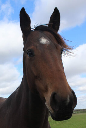 Headshot of Calderberry Sparke - white horse with head collar on