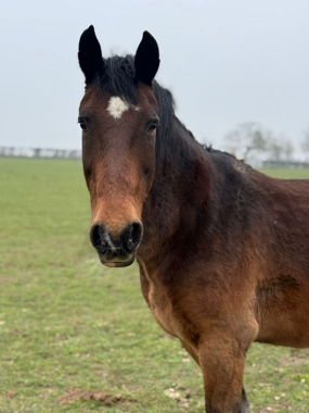 Headshot of Mr Beaujangles Smile