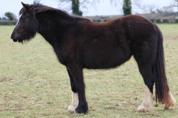 Brownie (Iris)