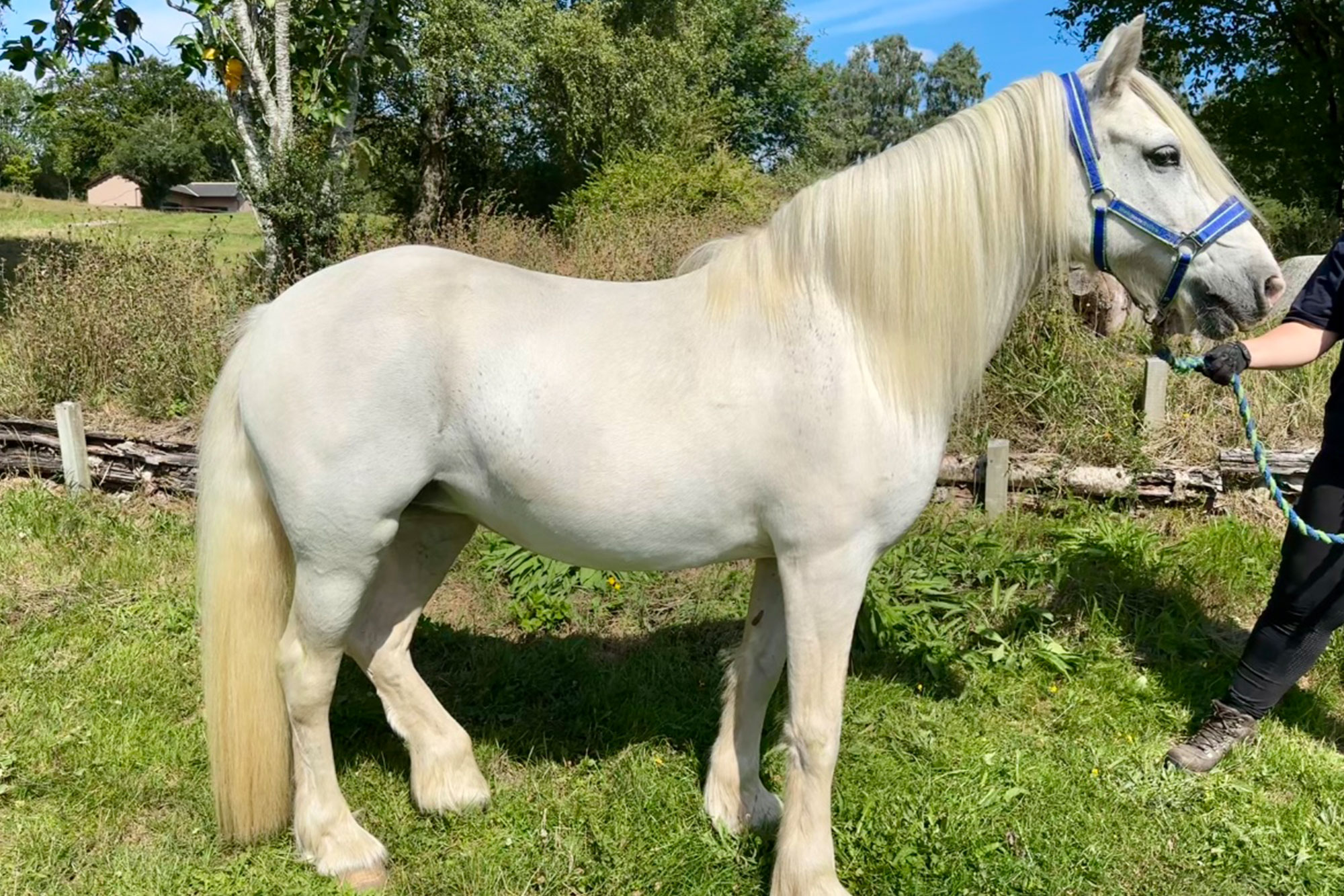photo of Bella (Pippa)