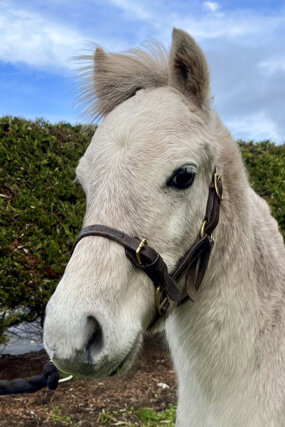 Headshot of Calderberry Sparke - white horse with head collar on