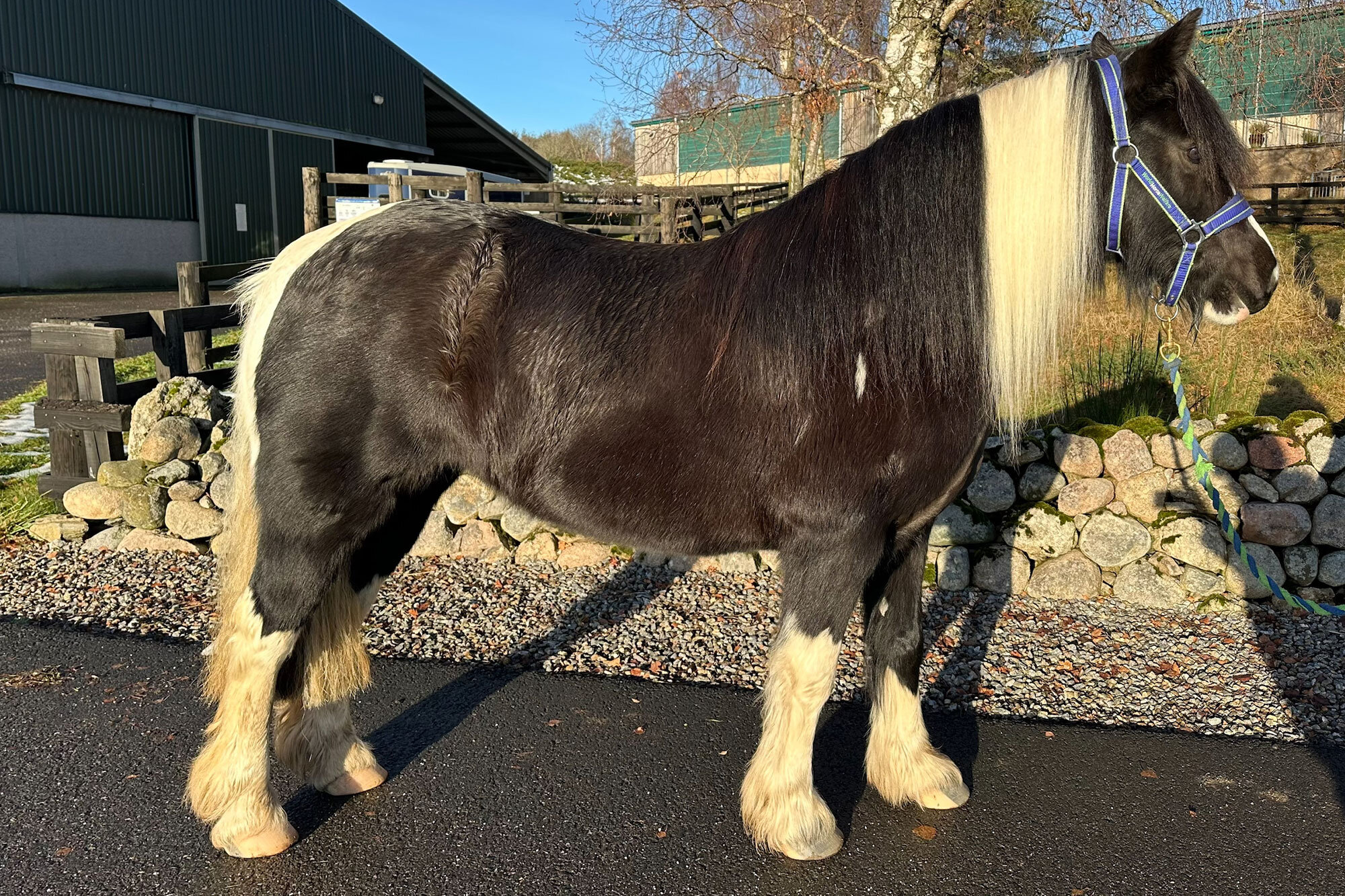 Additional image of Ino