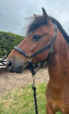 Headshot of Calderberry Sparke - white horse with head collar on