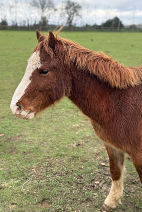 Headshot of Crunchie