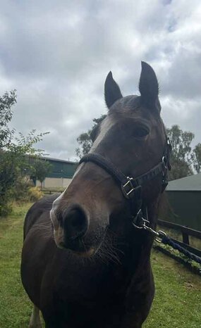 Headshot of Calderberry Sparke - white horse with head collar on