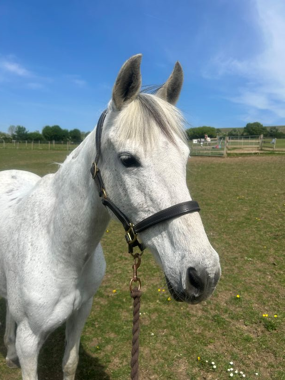 Headshot of Crafton Daydream (Blue)