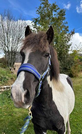 Headshot of Calderberry Sparke - white horse with head collar on