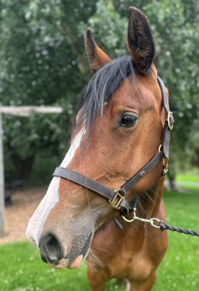 Headshot of Miss Catherine The Great  (Bo-Peep)