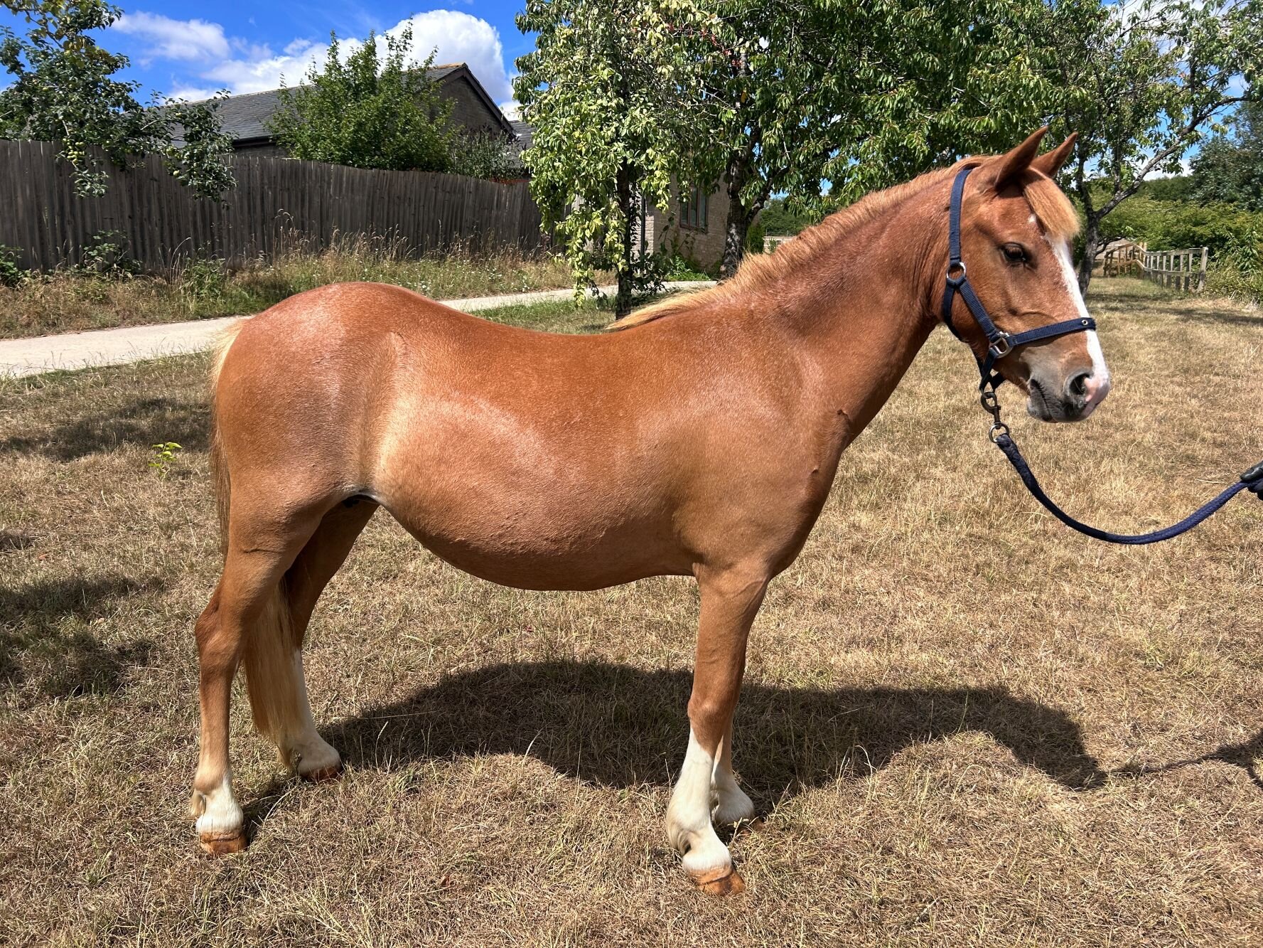 Additional image of Sage