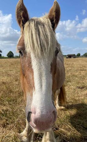 Headshot of Calderberry Sparke - white horse with head collar on