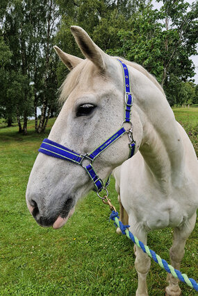 Headshot of Calderberry Sparke - white horse with head collar on