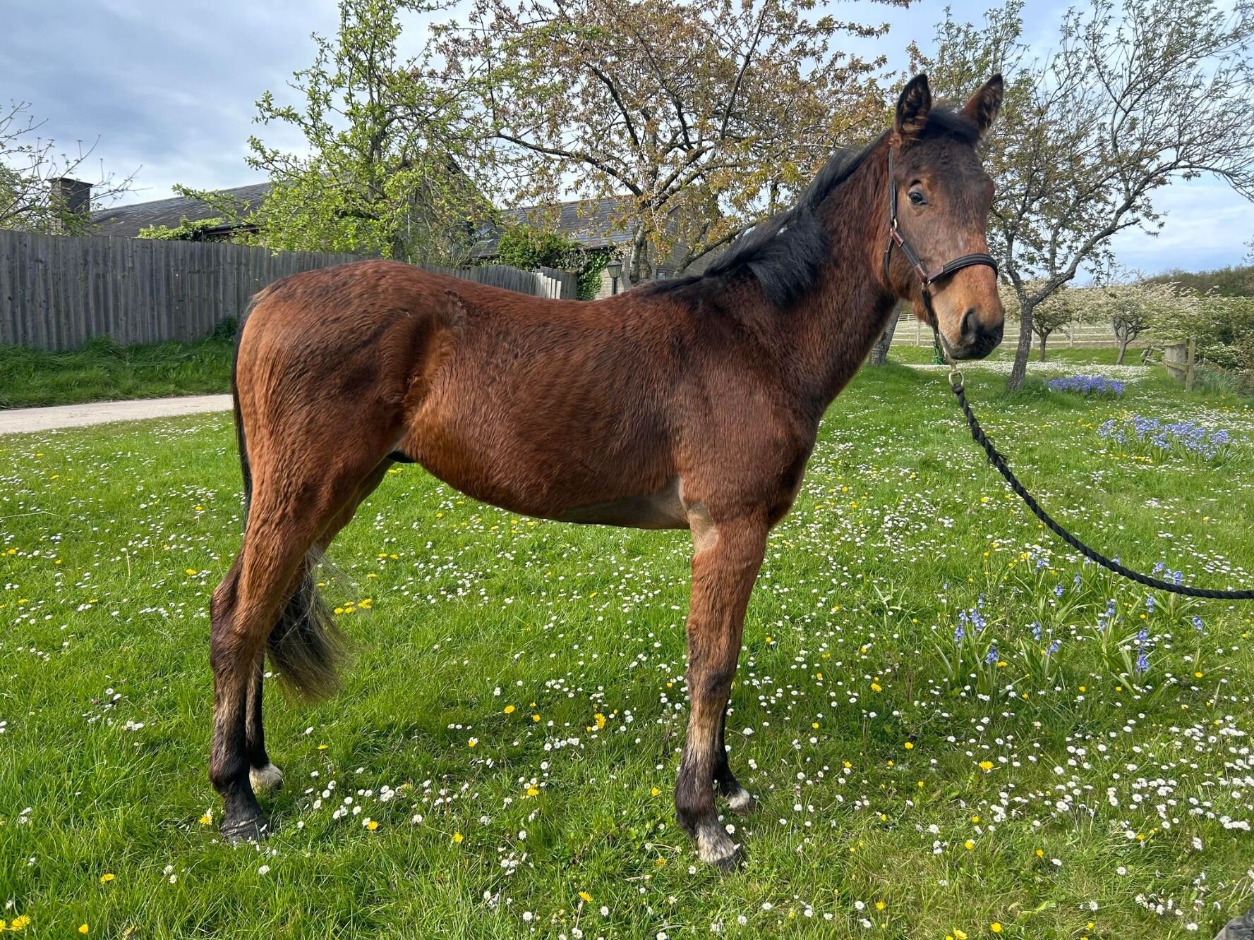 Additional image of Arlo