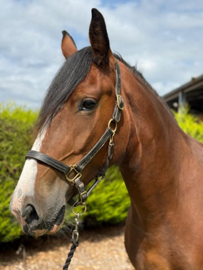 Headshot of Miss Diana (Belle)